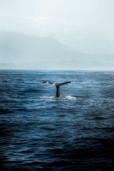 水体中的蓝鲸